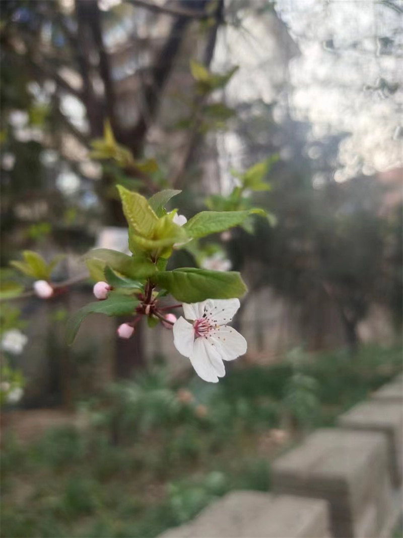 春暖花开